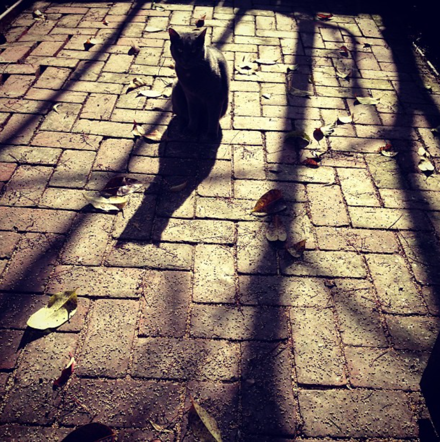 Fidel Catstro sitting on a sunlit patio