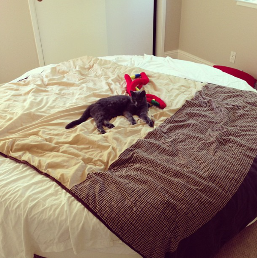 Fidel Catstro lounging on a bed with toys