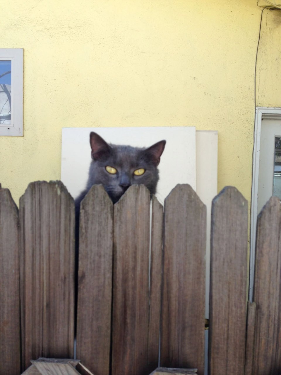 Fidel Catstro peeking over a fence